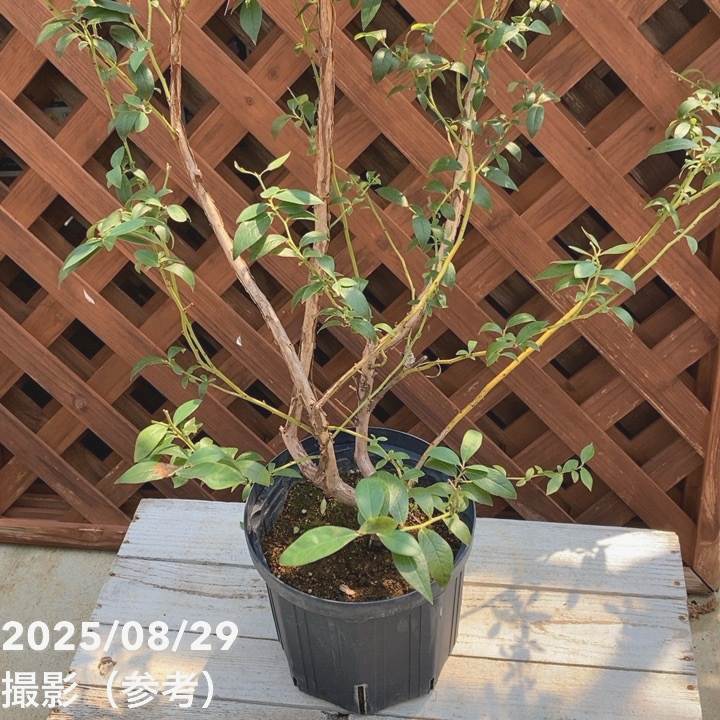 ハイブリッドブルーベリー ピンクレモネード 7号スリット鉢（接木苗