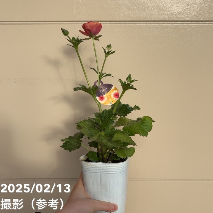 ラナンキュラス ラックスシリーズ 3.5～4号 キュベレー｜草花04-PA