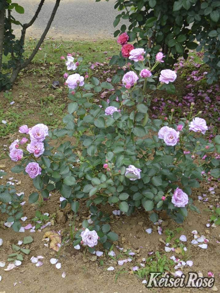 NEW】バラ大苗 あいの風 4.5号ロングポット 京成バラ園芸｜花木04-PA