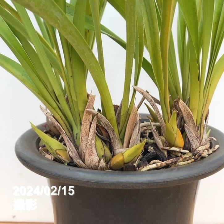 花芽2個以上＞キンリョウヘン 5号（白花）｜ミツバチ蘭｜洋蘭10-TU