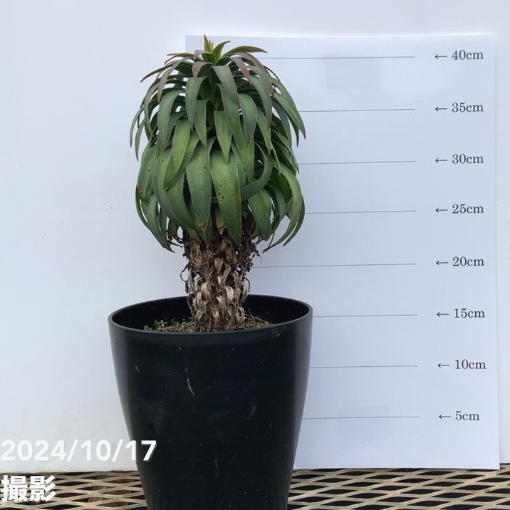 数量限定】ユッカ 6号 デスメティアーナ コンパクト（Yucca desmetiana