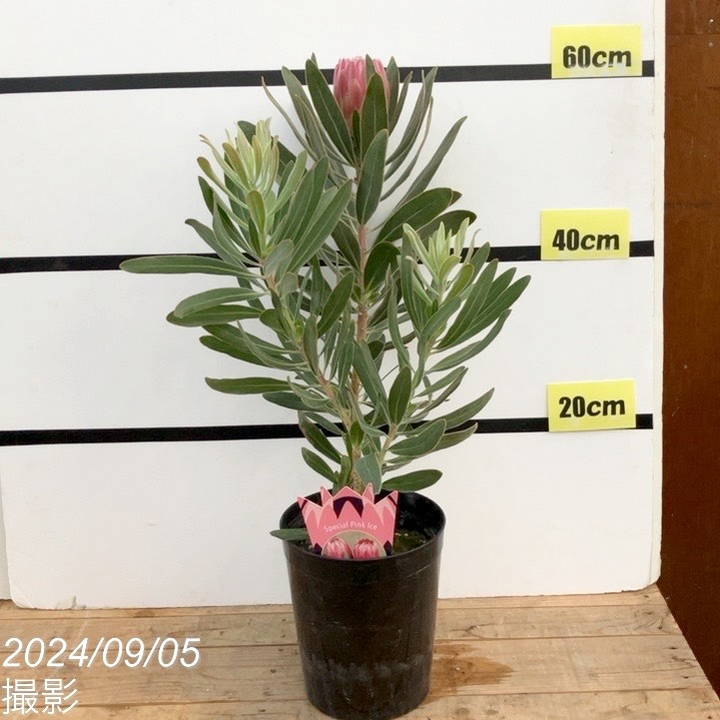 プロテア スペシャルピンクアイス（1花付き）6号｜花木10-TU | 花木