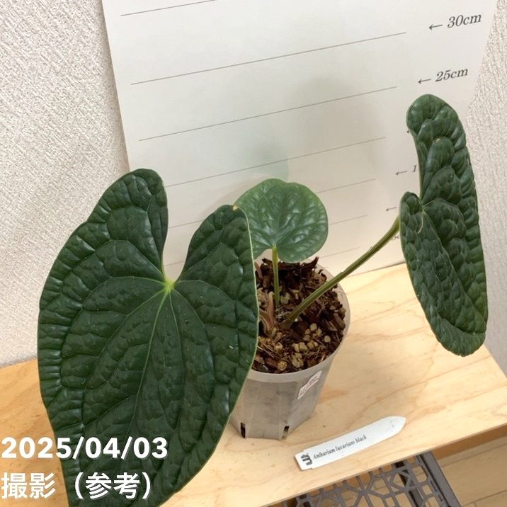 現品お届け】アンスリウム ラグジュリアンス ブラック Anthurium