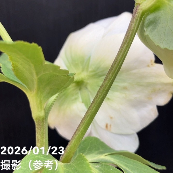 一点物】加藤農園 クリスマスローズ モーリー 4.5号（KT41）｜山野04