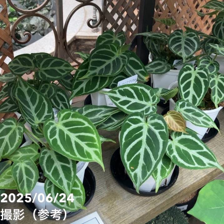 アンスリウム クリスタリナム 3号｜観葉04-PA | 観葉・多肉