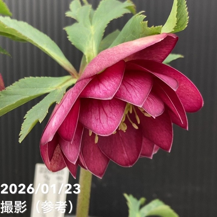 一点物】加藤農園 クリスマスローズ グロッシーカラー 4.5号（KT42