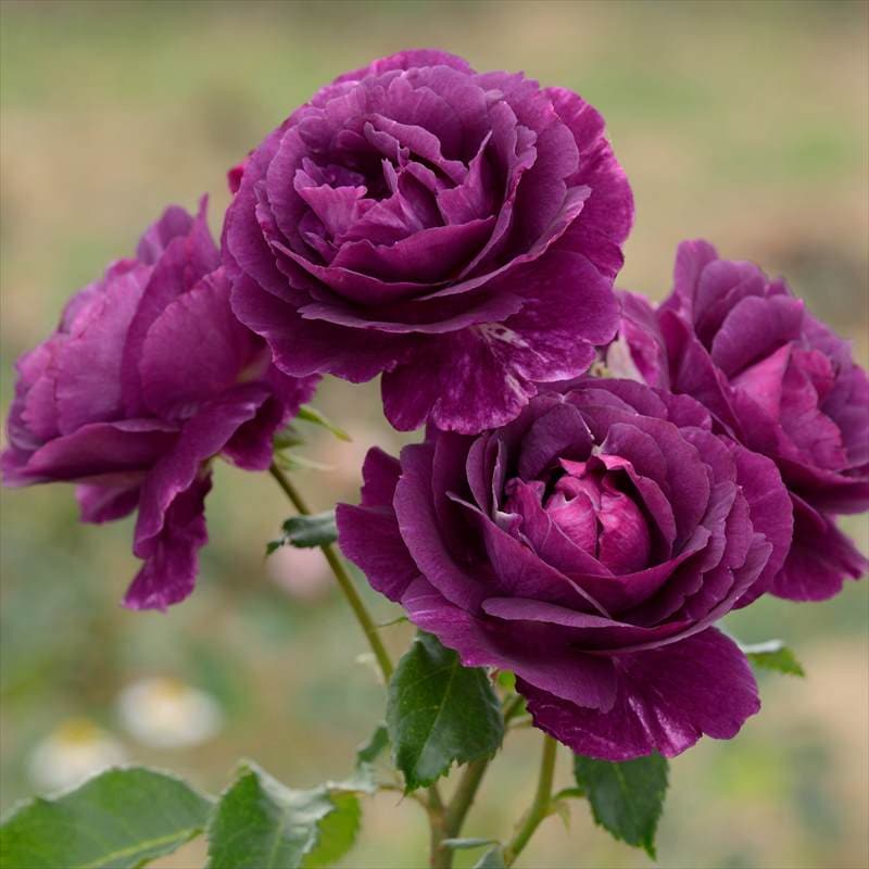 バラ大苗 ミステリューズ 7号 Dorieux｜花木04-PA | 花木・庭木,バラ