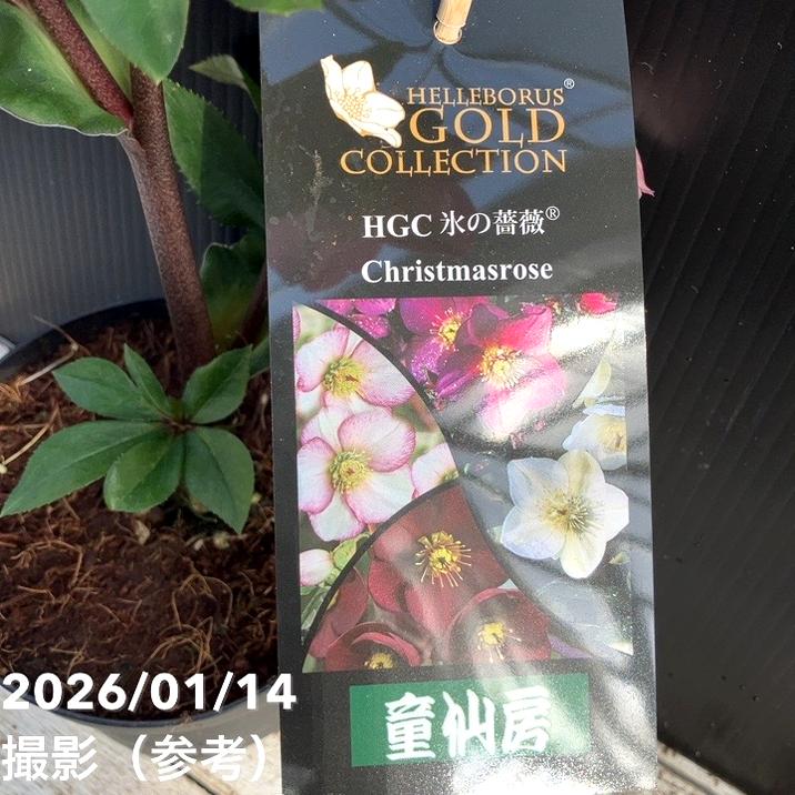 クリスマスローズ 氷の薔薇 4.5号 ローズ｜山野04-PA | 草花