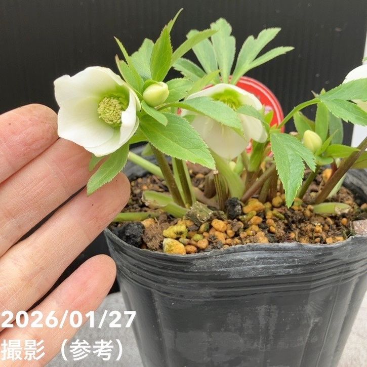 一点物】横山園芸 クリスマスローズ ベビードール（プチドール） 4.5号