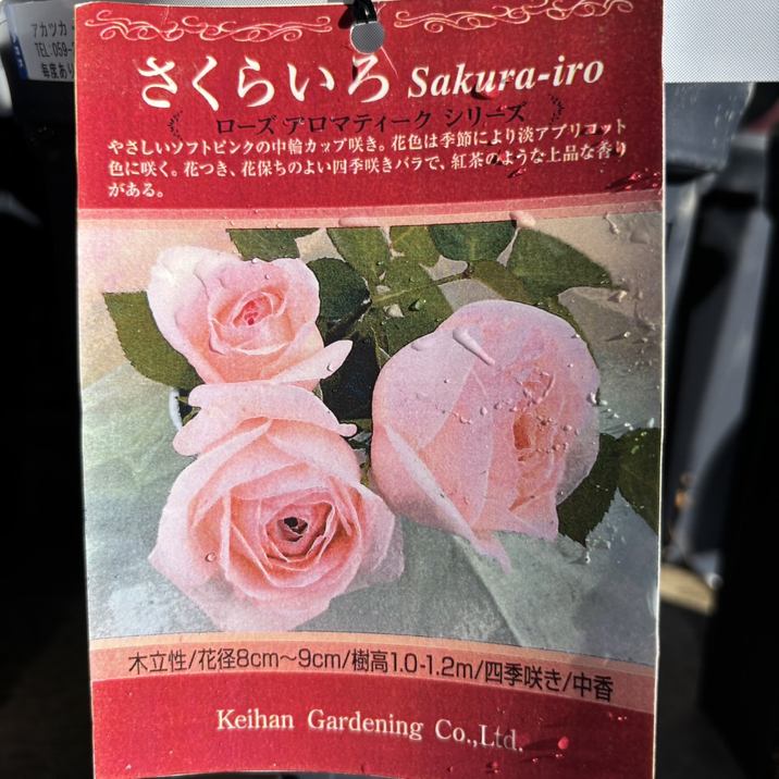 バラ大苗 さくらいろ 7号 京阪園芸｜花木04-PA | 花木・庭木,バラ