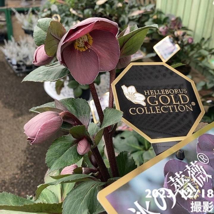 クリスマスローズ 氷の薔薇 4.5号 フロステッドローズ｜山野04-PA