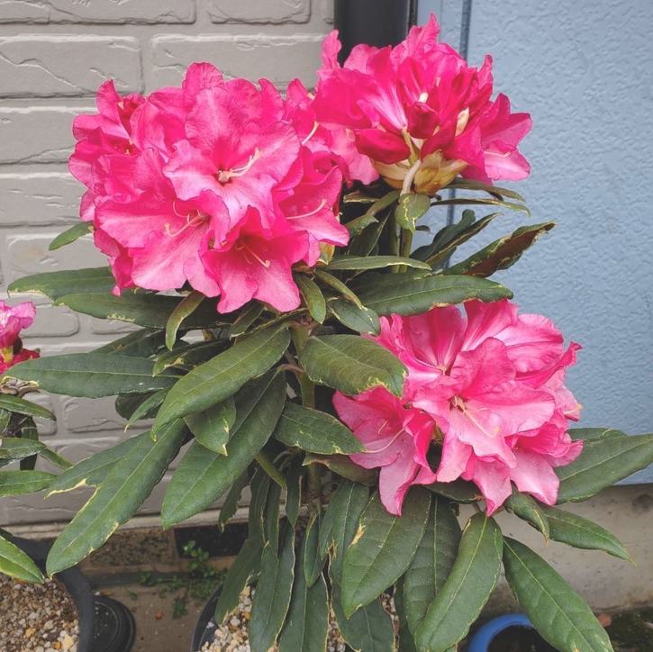 数量限定】シャクナゲ 5号 斑入り赤星 大岳 接木｜花木10-D1 | 花木