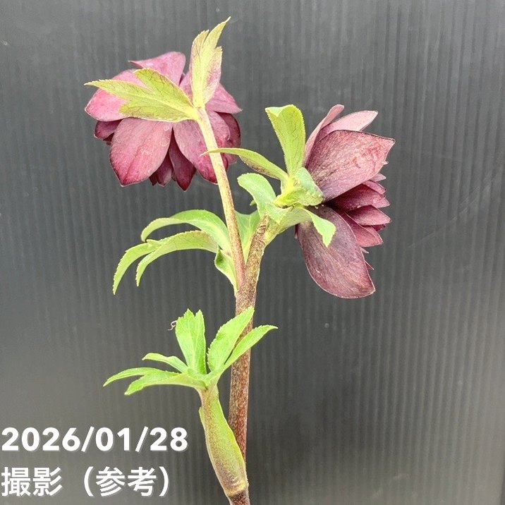 お買い得一点物咲き進み株】加藤農園 クリスマスローズ グロッシー