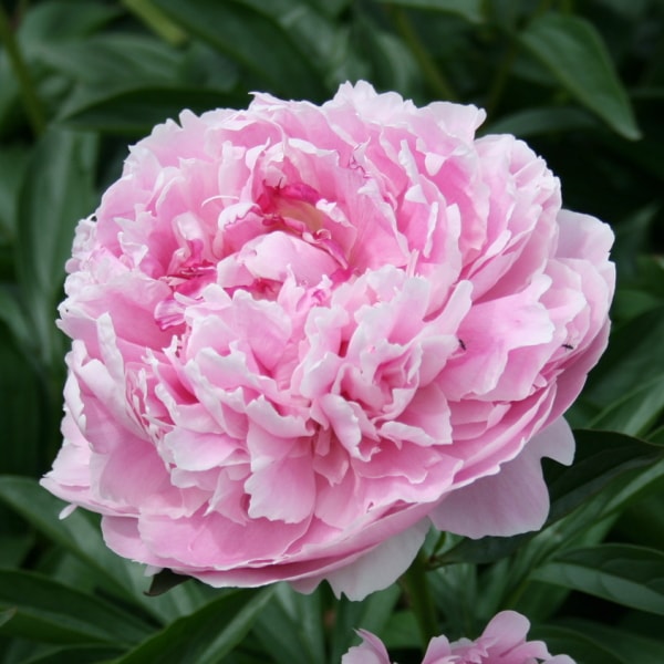 希少 ジグソーパズル 芍薬 しゃくやく B.MOCK 2014ピース 未開封品