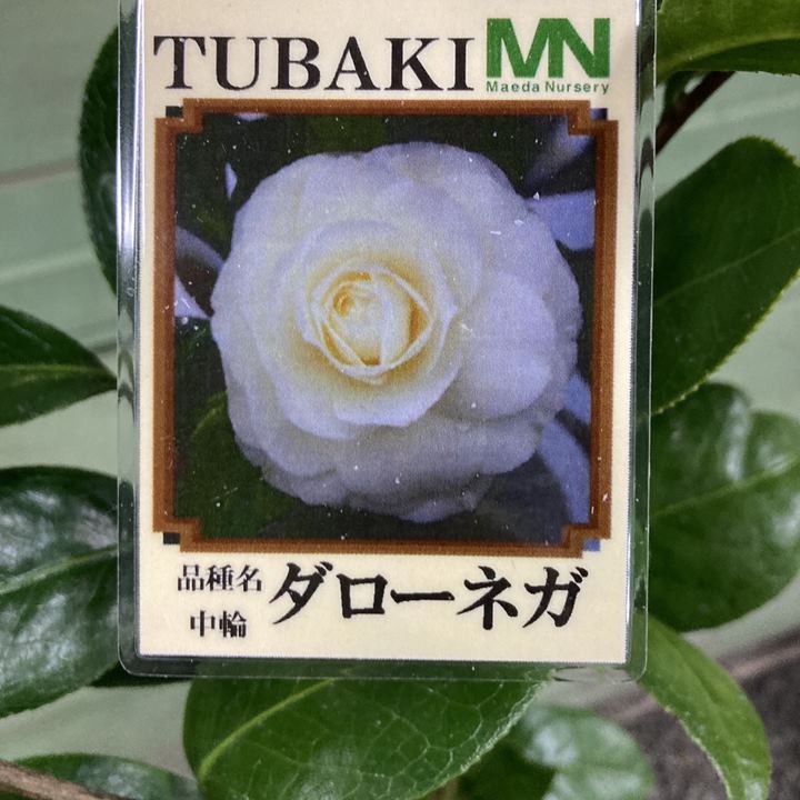 椿 ツバキ 4号 ダローネガ［こだわりの前田ナーセリー苗］｜花木04-PA