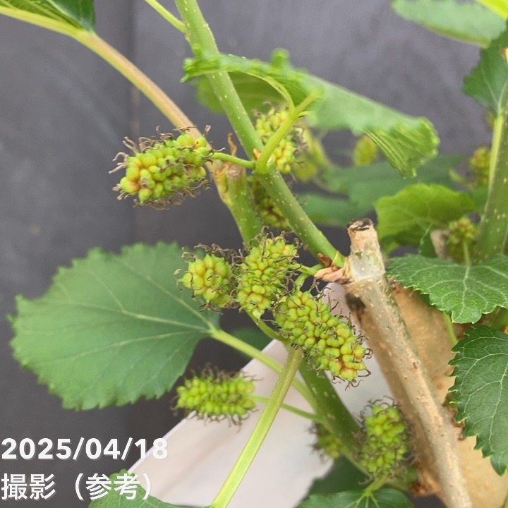 実付き＞スイートマルベリー 5号｜果樹04-PA | 果樹,ラズベリー