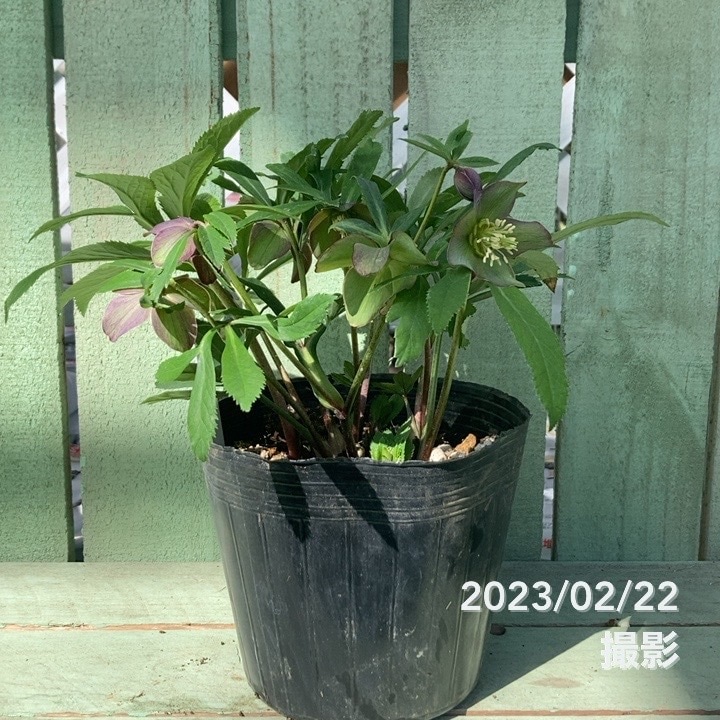 クリスマスローズ 原種 アトロルーベンス 5号｜山野04-PA | 草花