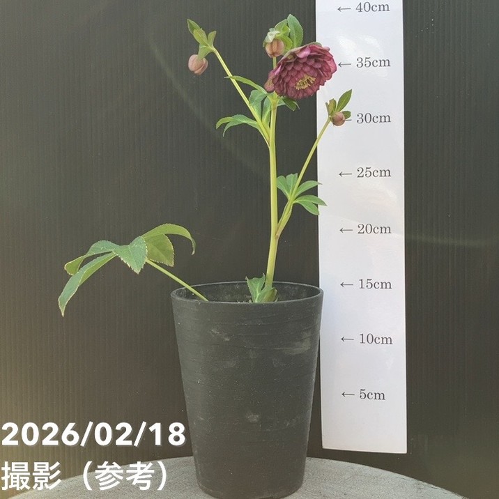 一点物】広瀬園芸 クリスマスローズ 4号（HR38）｜山野04-PA | 草花