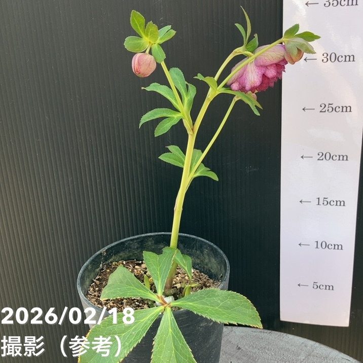 一点物】広瀬園芸 クリスマスローズ 4号（HR38）｜山野04-PA | 草花