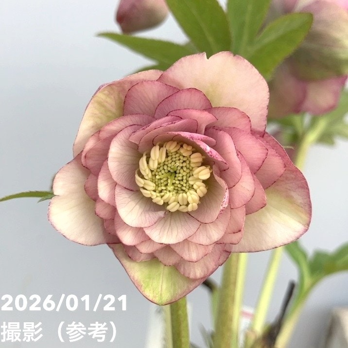 一点物】加藤農園 クリスマスローズ Little Collection 4.5号（KT20