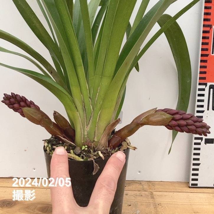 花芽2個＞フォアゴットンフルーツ 4号｜ミツバチ蘭｜洋蘭10-TU | 草花