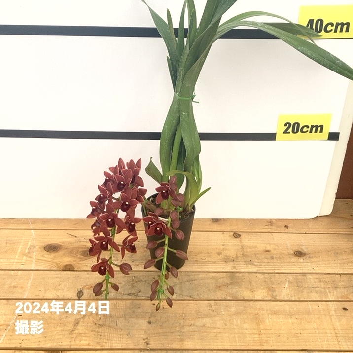 開花中 花芽2個付き＞フォアゴットンフルーツ 3.5号｜ミツバチ蘭｜洋蘭