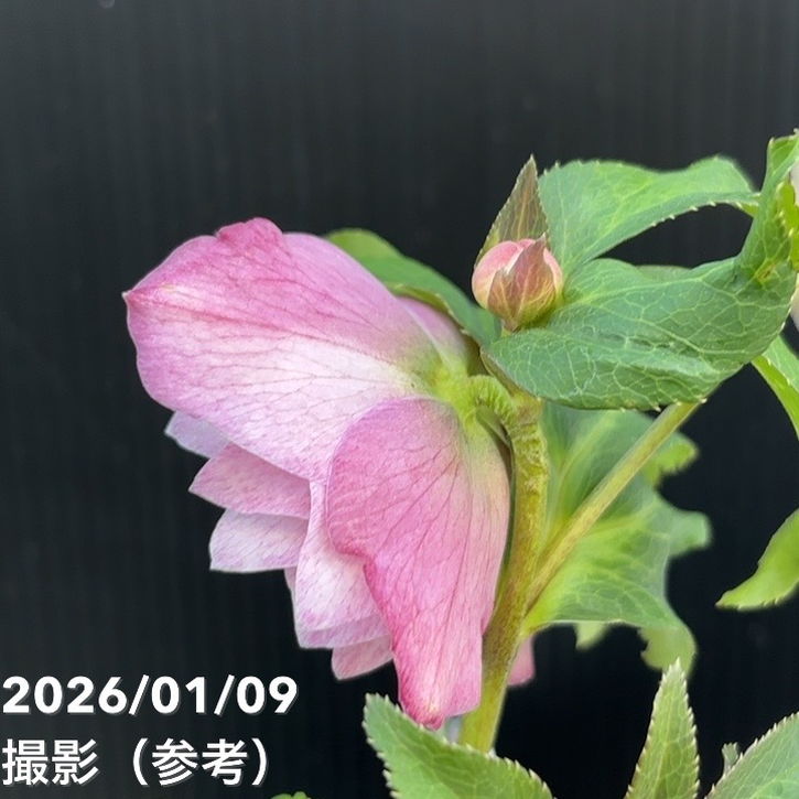 お買い得一点物咲き進み株】堀切園 クリスマスローズ ウィンター