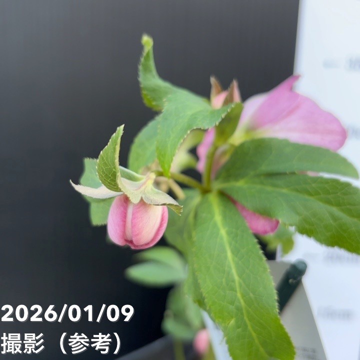 お買い得一点物咲き進み株】堀切園 クリスマスローズ ウィンター