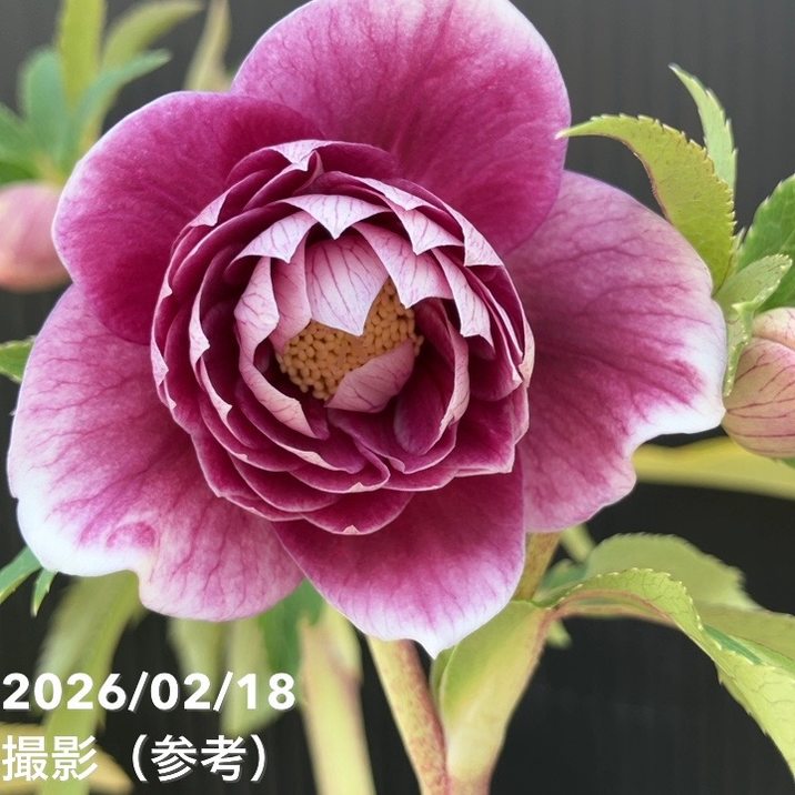 一点物】広瀬園芸 クリスマスローズ 4.5号（HR33）｜山野04-PA | 草花