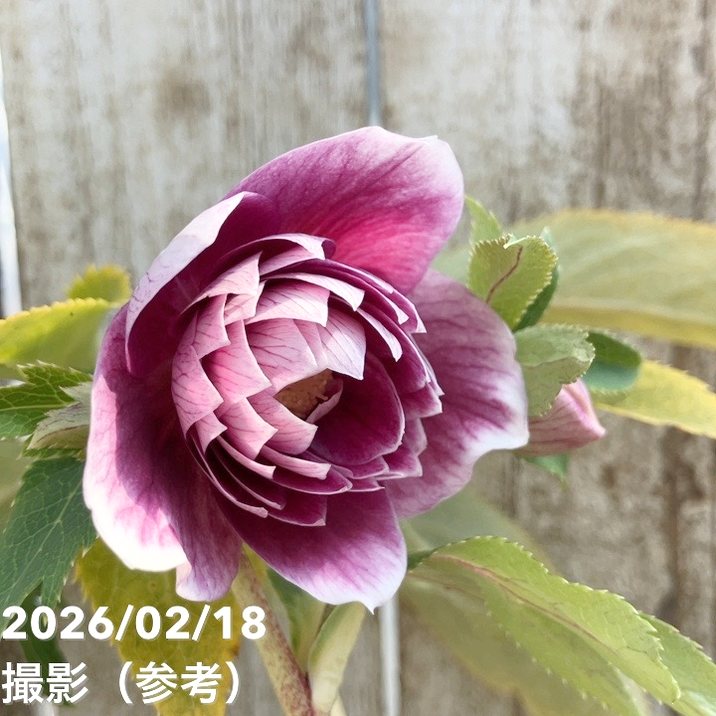 一点物】広瀬園芸 クリスマスローズ 4.5号（HR33）｜山野04-PA | 草花