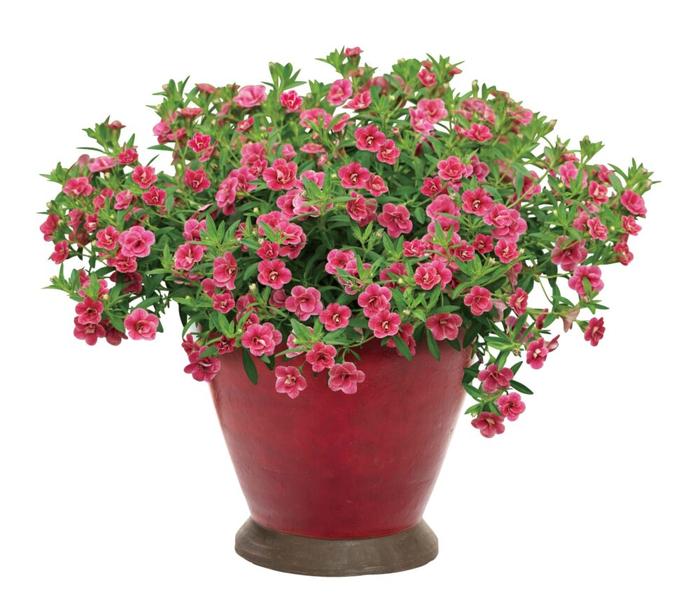 PW スーパーベル ダブルチェリーリップル 3.5号×3株セット｜草花04-PA