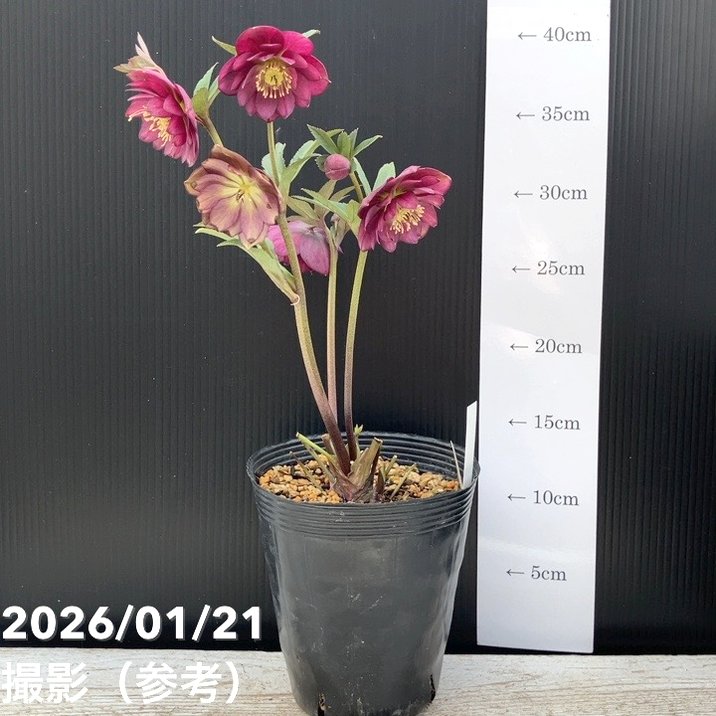 一点物】加藤農園 クリスマスローズ フレグランスクリスマスローズ 4.5