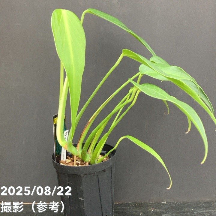 現品お届け】モンステラ ディラセラータ バールマルクス フレーム