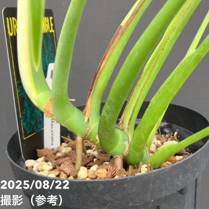 現品お届け】モンステラ ディラセラータ バールマルクス フレーム