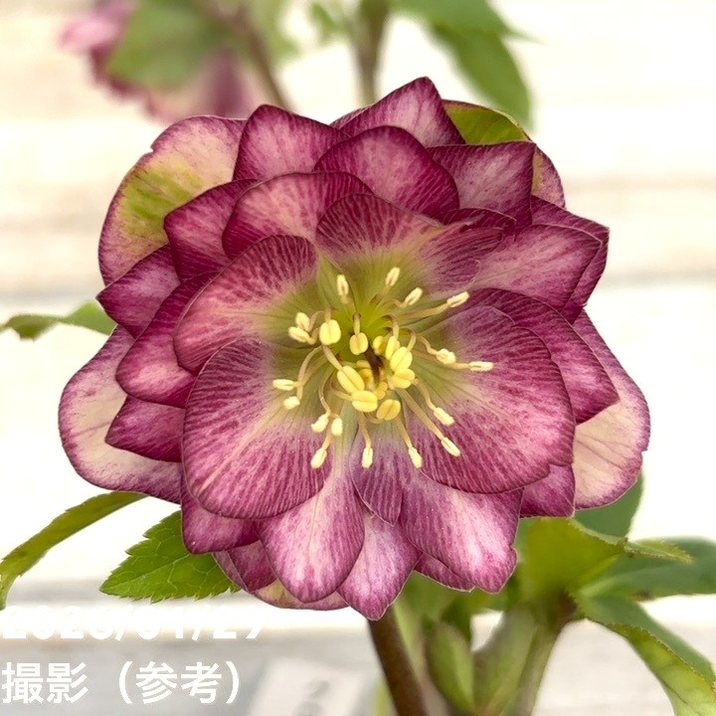 お買い得一点物咲き進み株】加藤農園 クリスマスローズ グロッシー