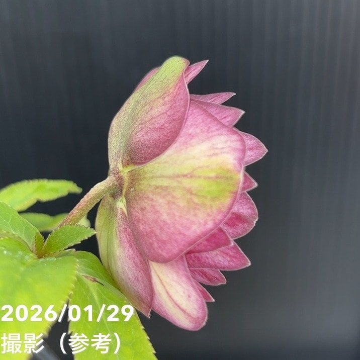 お買い得一点物咲き進み株】加藤農園 クリスマスローズ グロッシー