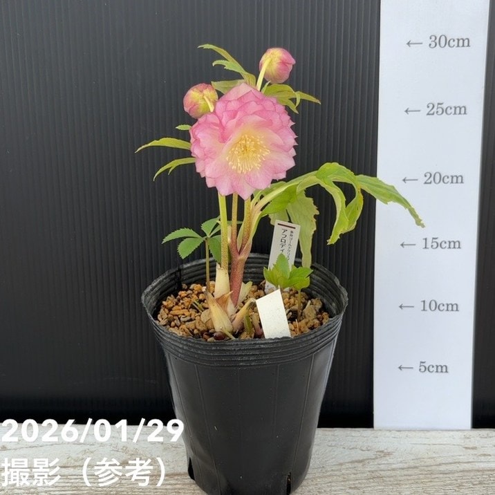 一点物】加藤農園 多弁ゴールドクリスマスローズ アフロディーテ