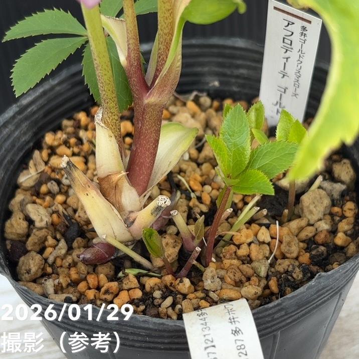 一点物】加藤農園 多弁ゴールドクリスマスローズ アフロディーテ