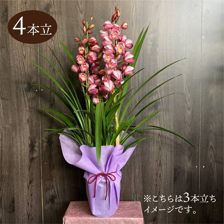 シンビジューム ピンク系 6号 4本立｜洋蘭04-PA | ギフト,胡蝶蘭・洋