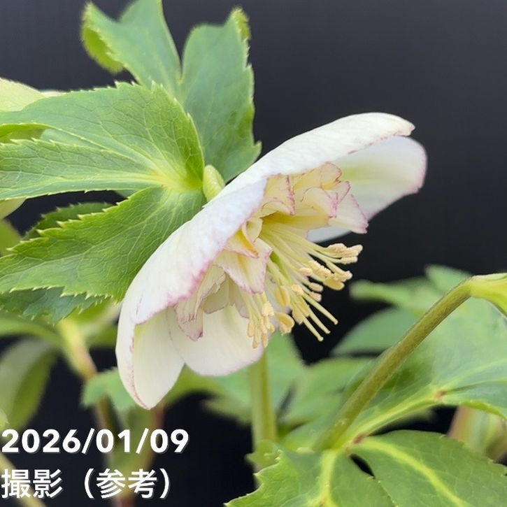 一点物】堀切園 クリスマスローズ ウィンターシンフォニー 5号角鉢