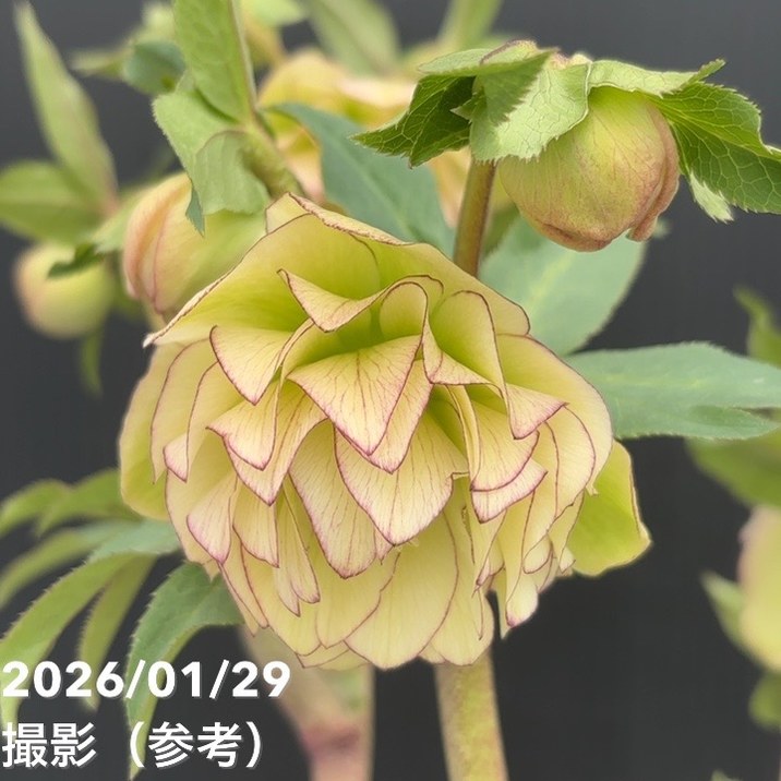 一点物】加藤農園 フレグランスクリスマスローズ アフロディーテ 4.5号