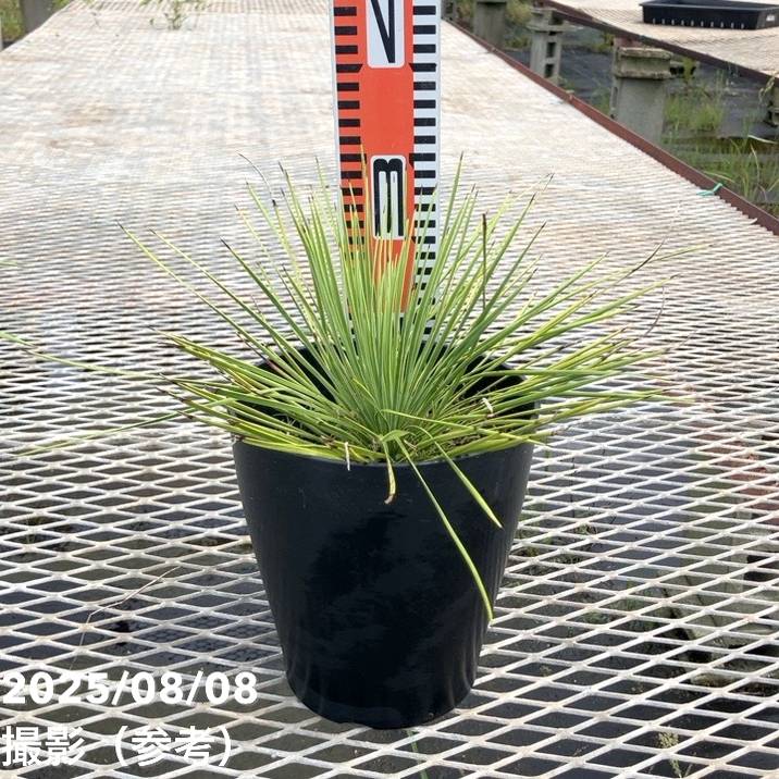 ユッカ 6号 リネアリフォリア（Yucca linearifolia）｜花木01-D1