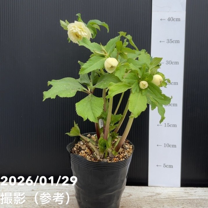 お買い得一点物咲き進み株】加藤農園 多弁クリスマスローズ ホワイト