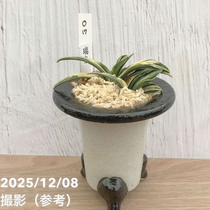 現品お届け】豊明園 万年青 オモト 瑞泉 陶器鉢（O17）｜観葉10-TU