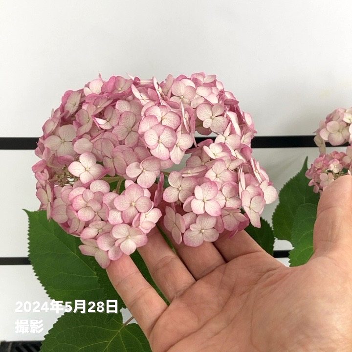 アメリカあじさい ピンクのアナベル ジャンボ 6号 PVP｜花木04-PA