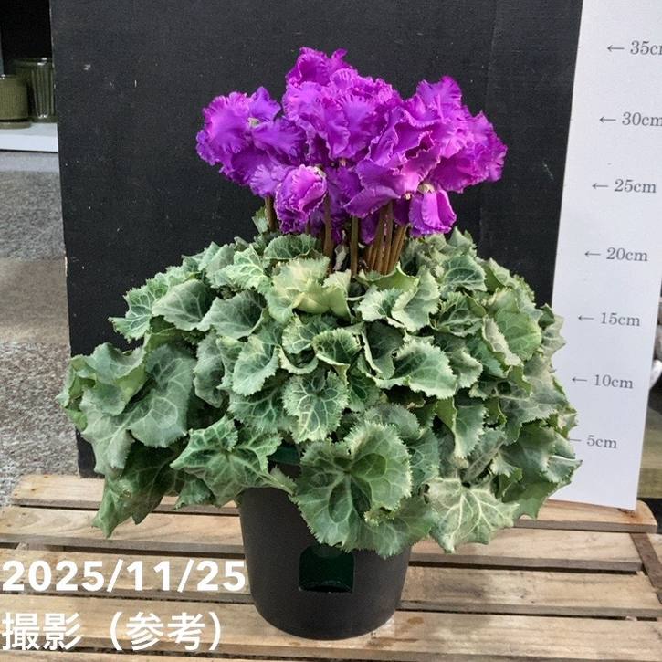 ブルーシクラメン 天空 てんくう 5号底面給水｜鉢花04-PA | ギフト,鉢