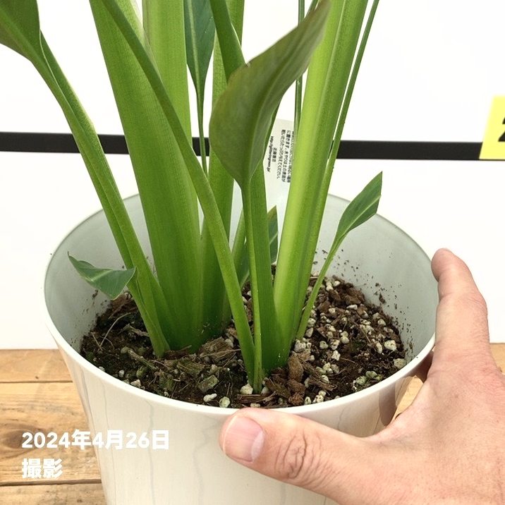 旅人の木（タビビトノキ）7号｜観葉10-TU | 観葉・多肉 | 赤塚植物園