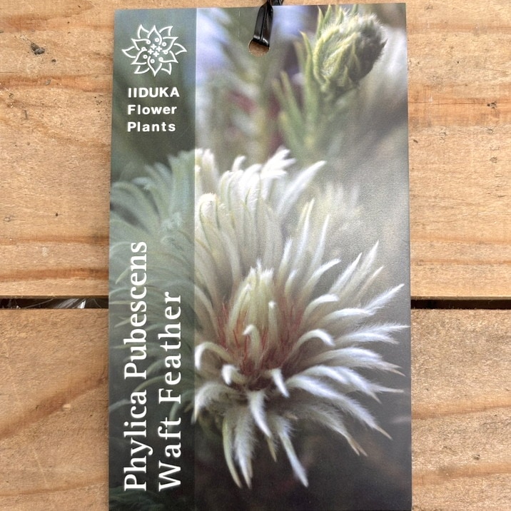 現品お届け】フィリカ プベッセンス ワフトフェザー 7号｜花木10-TU