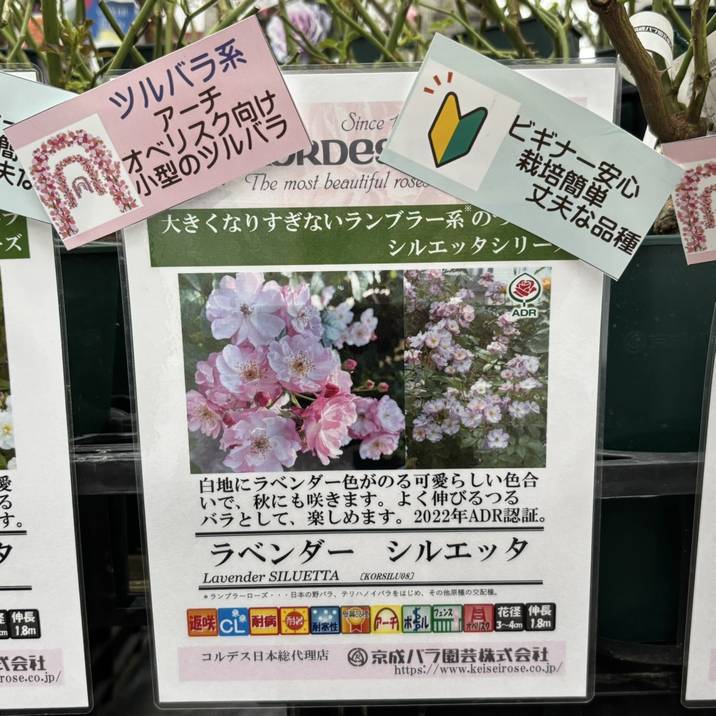 バラ大苗 ラベンダー シルエッタ 6号 京成バラ園芸｜花木04-PA | 花木