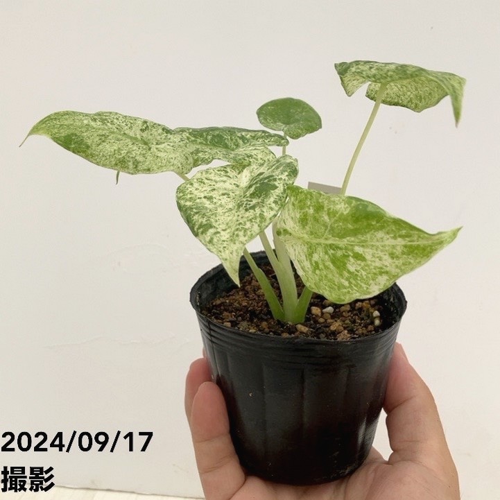 アロカシア バリエガータ バティック 3号ポット｜観葉10-TU | 観葉